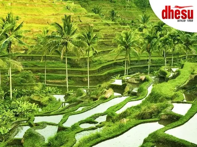 Green terraced rice fields stepping down a hillside at Tegallalang in central Bali