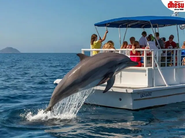 A boatful of travellers watching a dolphin leap clear of the water beside them