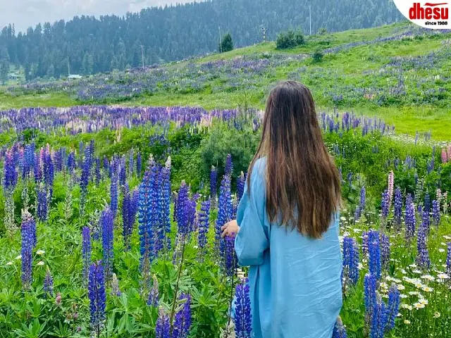 6 Days Best of Kashmir + Taj Mahal