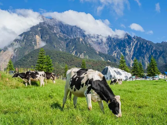 3 Days Best of Kota Kinabalu + Kundasang