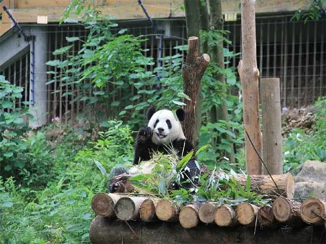 Chengdu & Chongqing