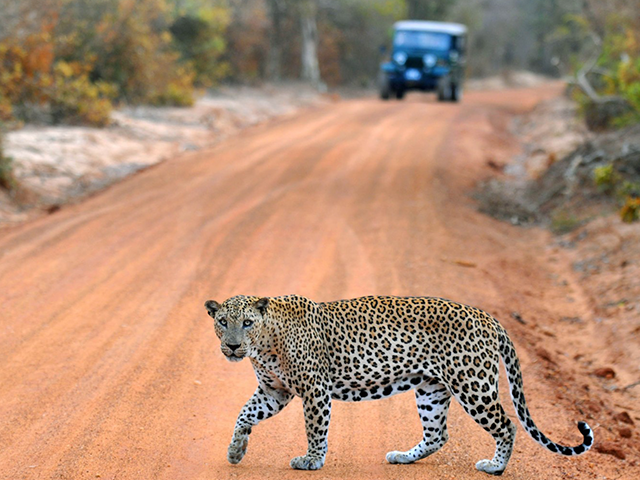 Wildlife